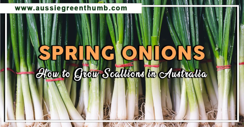 Spring Onions: How to Grow Scallions in Australia