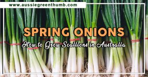 Spring Onions: How to Grow Scallions in Australia