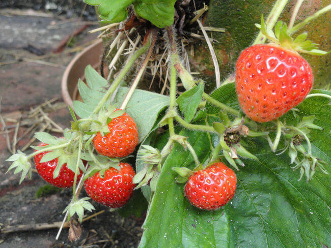 Strawberry Delight produces pink flowers and a medium sized strawberry. It grows easily and is hardy