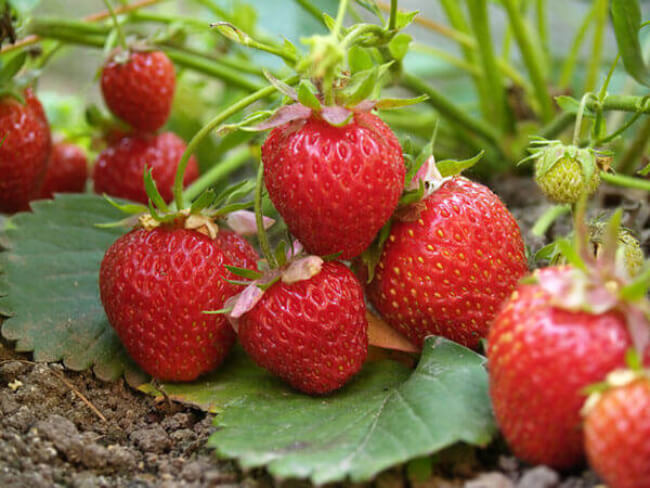 Strawberry Red Gauntlet is an everbearing variety that can handle drought but the strawberries don’t have much flavour