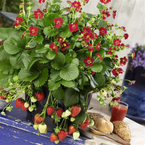 Strawberry Ruby Ann has ruby red flowers with a gold centre and produces juicy strawberries