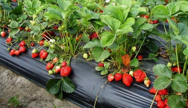 Strawberry Supreme provides a very long season for harvesting the strawberries and the fruit grows above the leaves