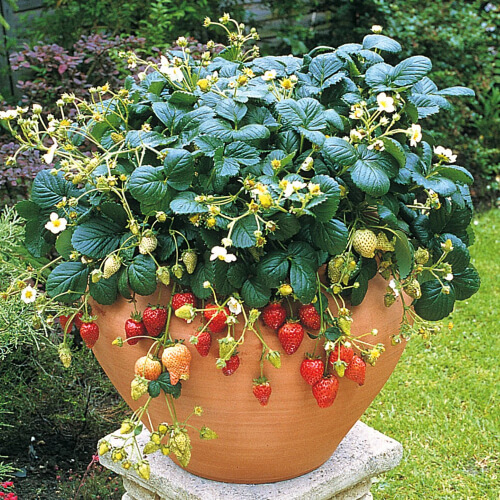 Strawberry Temptation does well in pots, producing sweet fruit that is medium to large