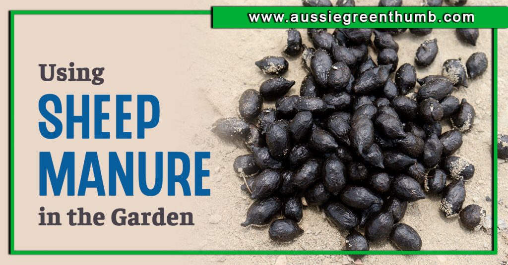 Using Sheep Manure in the Garden