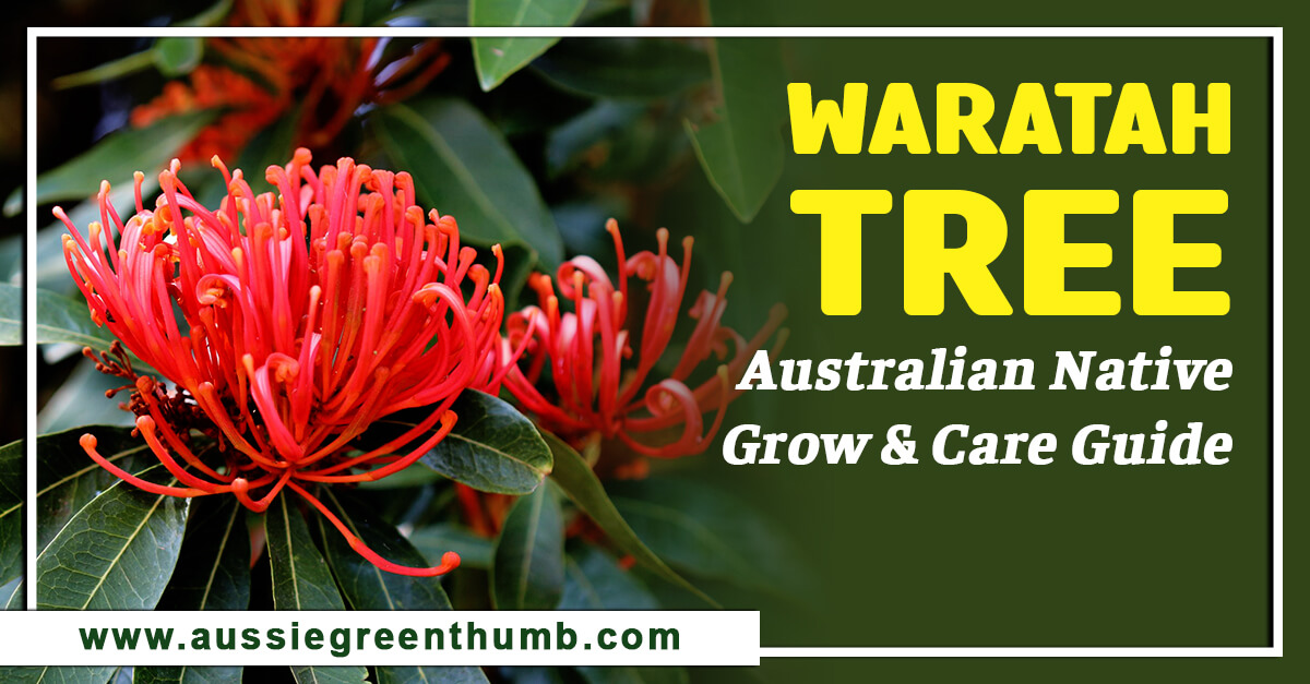 Waratah Tree – Australian Native Grow and Care Guide