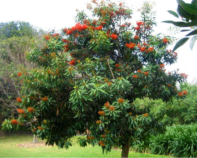 Waratah Tree, also known as Queensland Tree Waratah