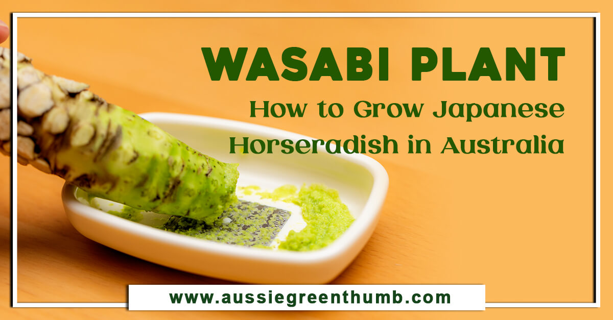 Wasabi Plant How to Grow Japanese Horseradish in Australia