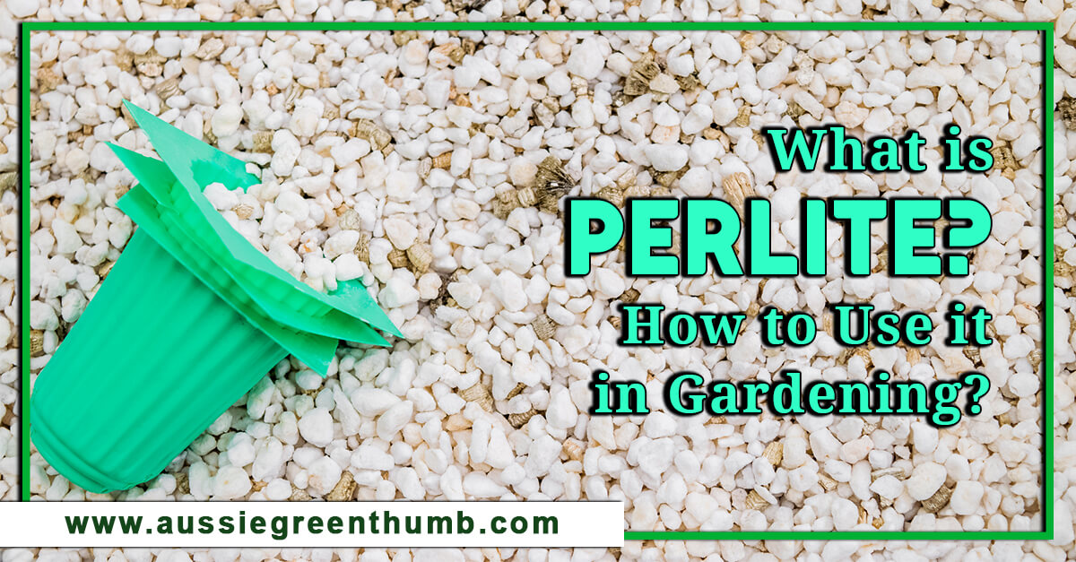 What is Perlite? How to Use it in Gardening? AGT