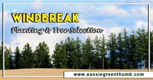 Windbreak: Planting and Tree Selection