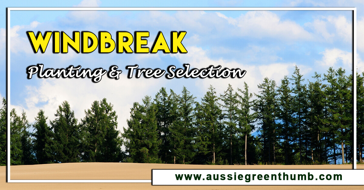 Windbreak Planting and Tree Selection