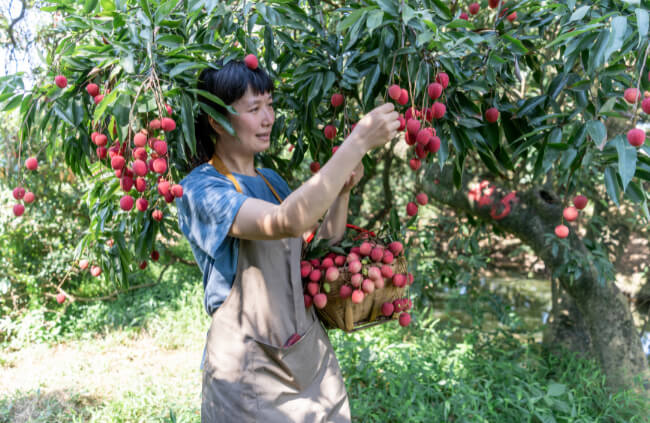 A woman harvesting lychee