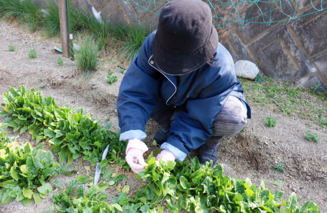A woman harvesting spinach