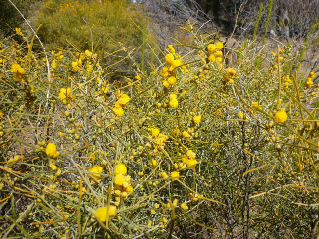 Acacia ashbyae has weeping fronds of silver-grey amassing orange blossoms at the end of winter