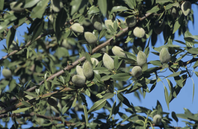 Almonds contain salicin, the active ingredient in aspirin