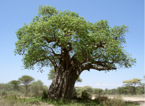 Baobab tree, Adansonia gregorii would be a great starter in a Japanese garden