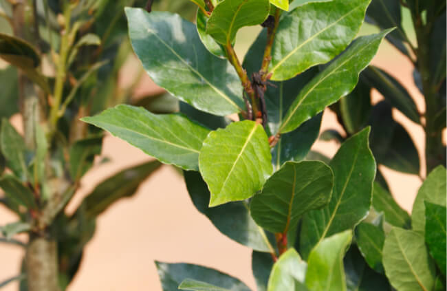Bay Leaf has been used for centuries as an herbal remedy for headaches