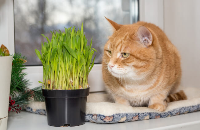 Benefits of cat grass to cats