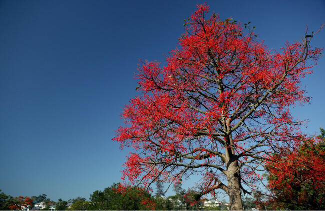 Brachychiton acerifolius, commonly known as Illawarra Flame Tree
