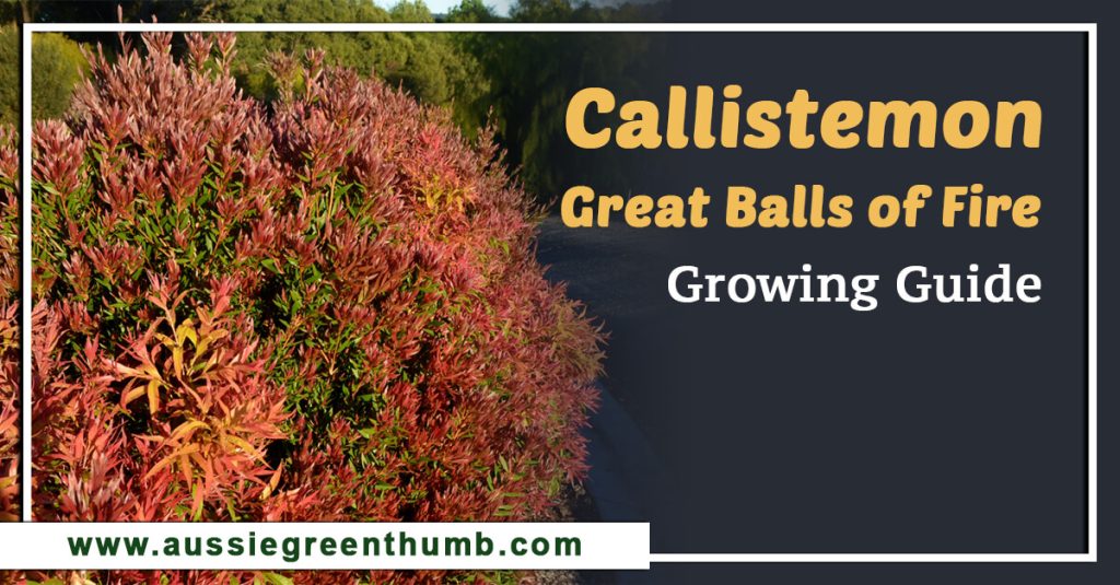 Callistemon Great Balls of Fire Growing Guide