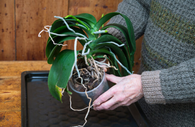Caring for Phalaenopsis