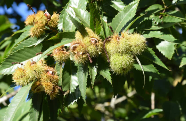 Caring for a Chestnut Tree