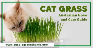Cat Grass: Australian Grow and Care Guide