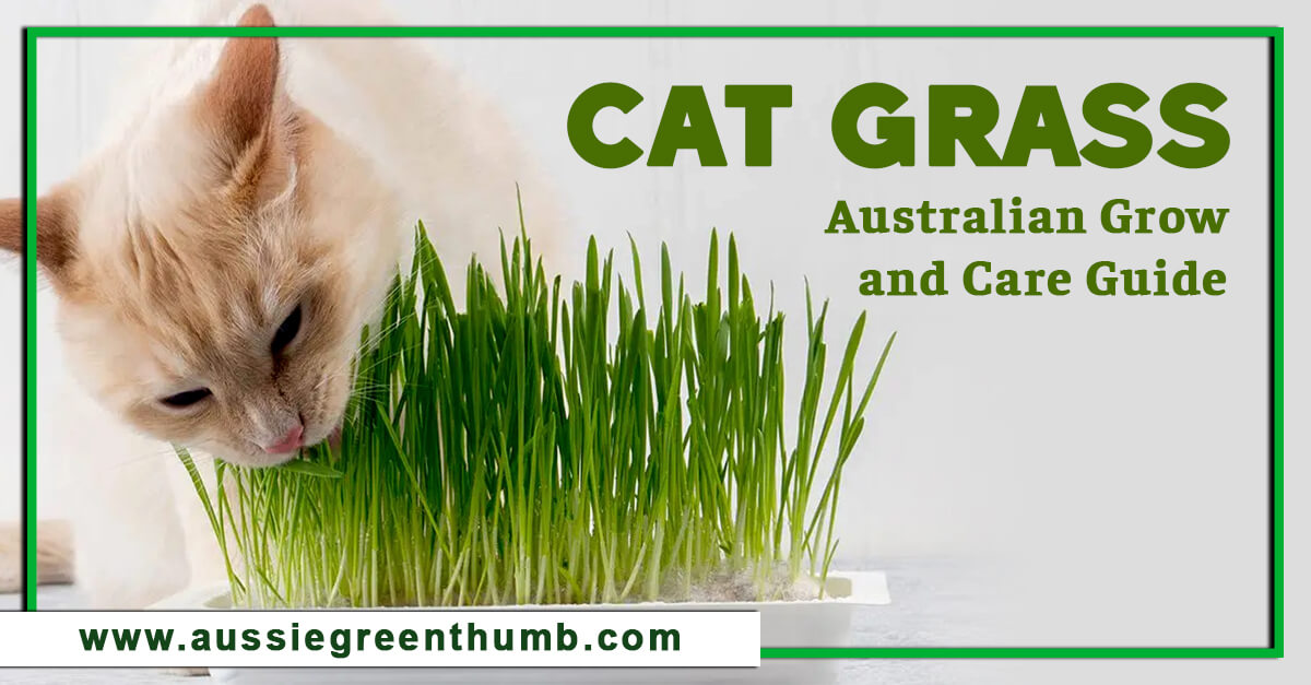 Cat Grass Australian Grow and Care Guide AGT