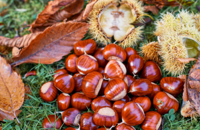 Chestnut Tree: Grow and Care Guide Australia