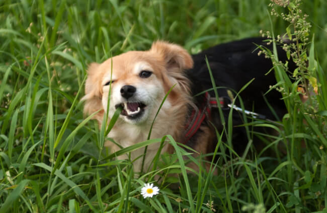 Choosing the Best Grass for Dogs