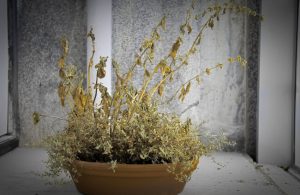 Common Reasons Why Plants Wilt