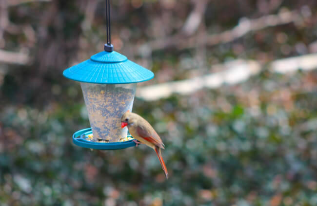 Creating alternatives such as bird baths and bird feeders are greats bird deterrent options
