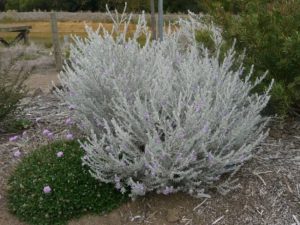 Eremophila Nivea: Silky Eremophila Growing Guide 