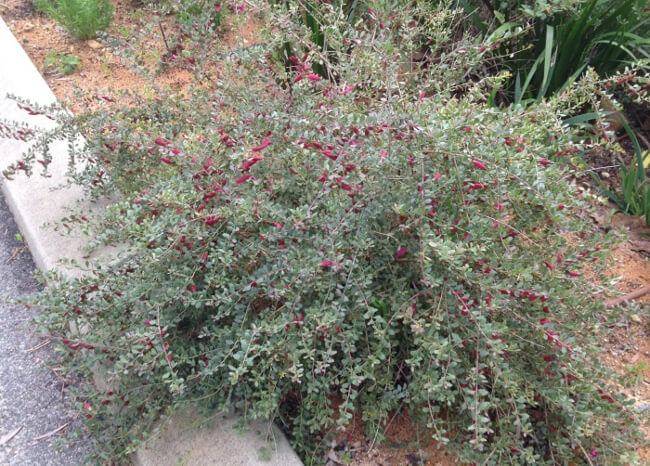 Eremophila maculata is a shrubbing perennial with gorgeous grey foliage