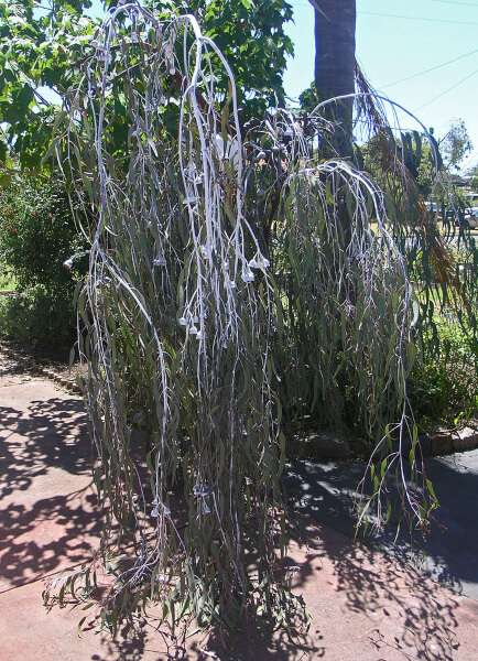 Eucalyptus caesia, commonly known as Silver Princess