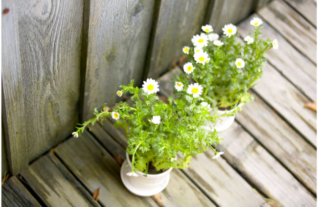 Feverfew won’t stop a migraine, but this herb will help prevent them from occurring