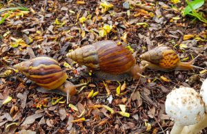 Garden snail benefits