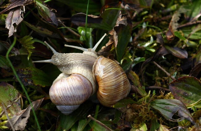 Garden snails are not usually interested in your healthy plants and vegetables