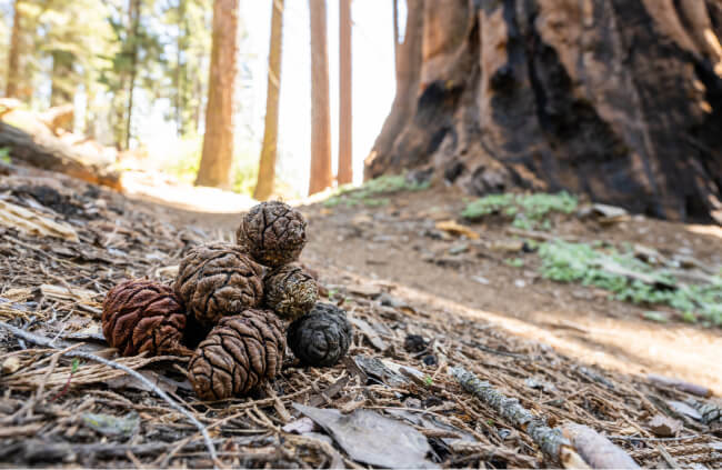 Giant Sequoia Tree Cones