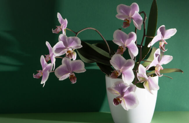 Growing Moth Orchids Indoors