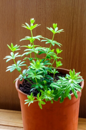 Growing Woodruff in a container