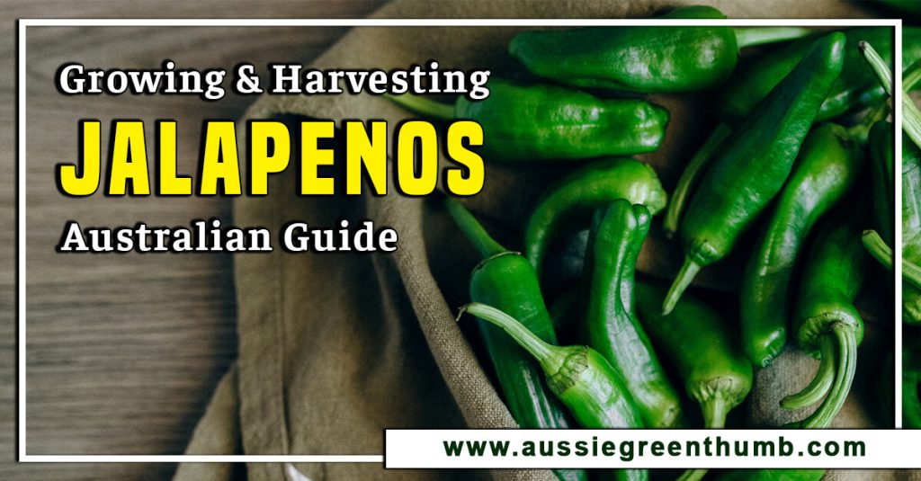 Growing and Harvesting Jalapenos: Australian Guide