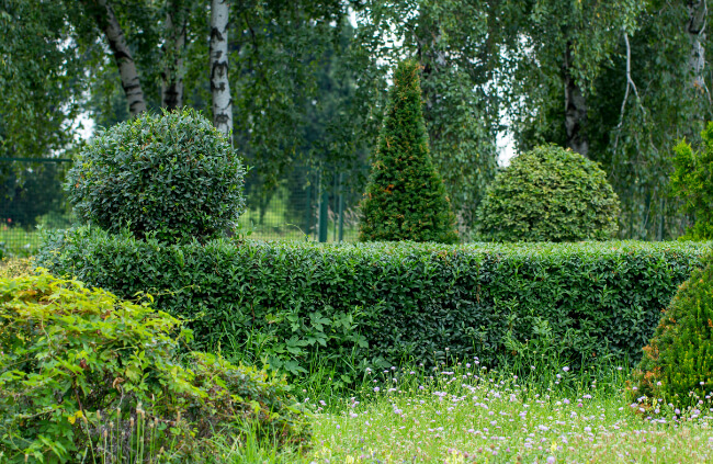 Growing privet as a hedge