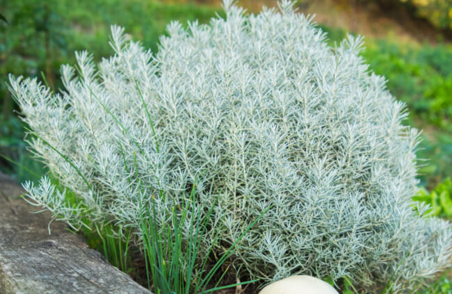 Helichrysum italicum is a plant with silver foliage