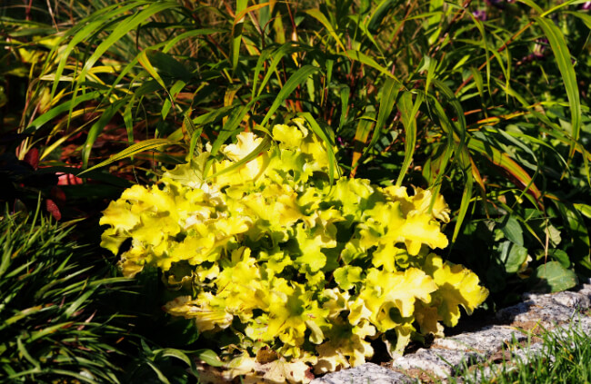 Heuchera ‘Marmalade' have pastel shades and textures not displayed by many shade plants
