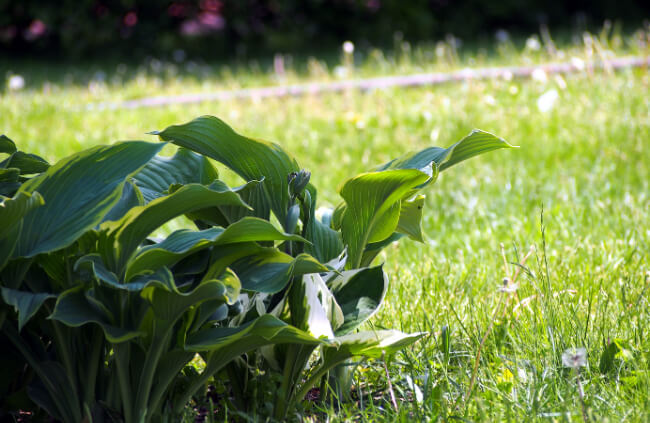 Hostas are clearly the ubiquitous plant to grow in shaded areas