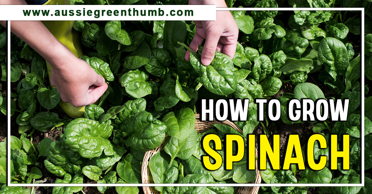 How to Grow and Harvest Spinach AGT
