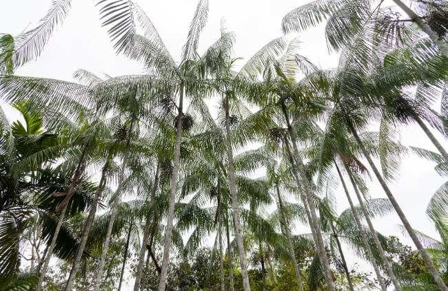 How to Grow Acai Palm