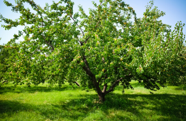 How to Grow Apricot Tree