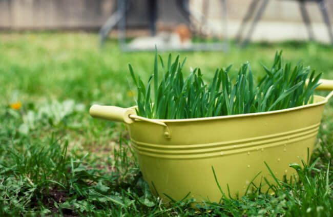 How to Grow Cat Grass