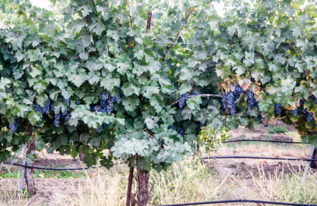 How to Grow Grapevines